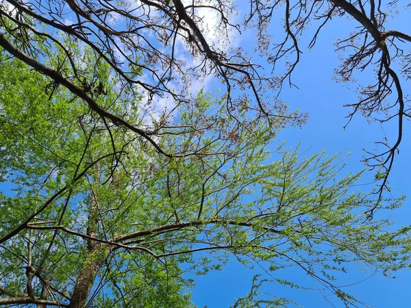 Tiro Baixo Ângulo Árvores Primavera — Fotografia de Stock