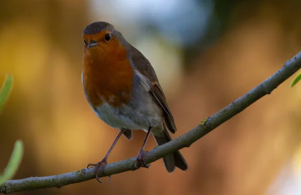 Selective Focus Shot Robin Perched Tree Branch Daylight — Stock Photo, Image