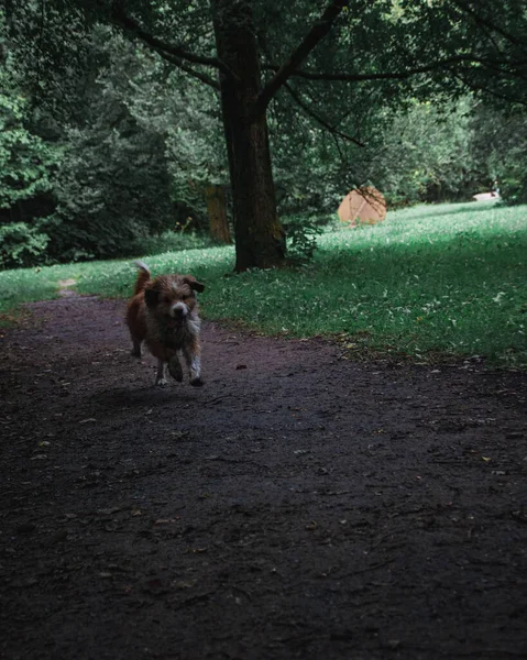 Perro Mullido Adorable Corriendo Parque — Foto de Stock