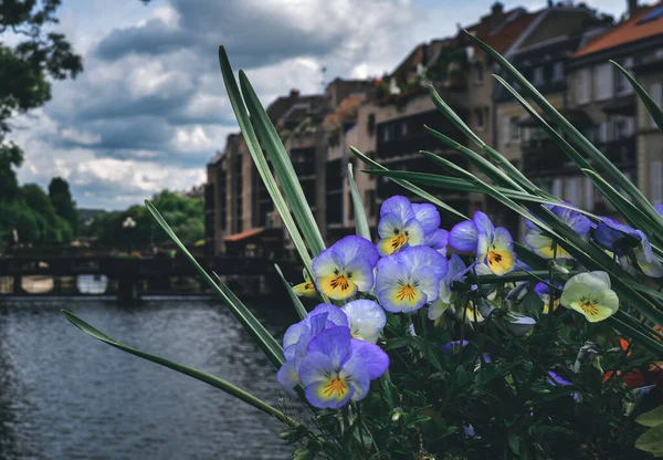 アムステルダムの橋の上の鉢植えの紫と黄色の花のクローズアップショット — ストック写真