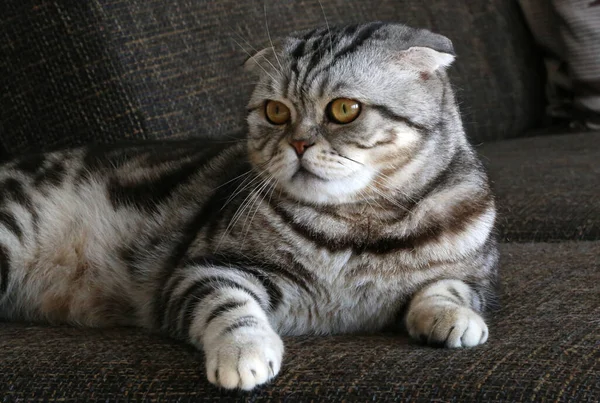 소파에 귀여운 고양이의 클로즈업 — 스톡 사진