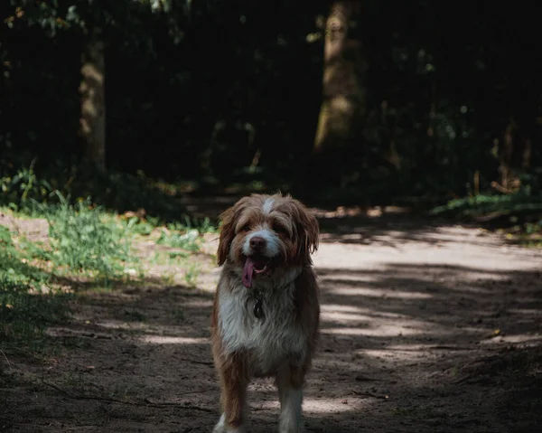 Der Flauschige Liebenswerte Hund Beim Spazierengehen Park — Stockfoto