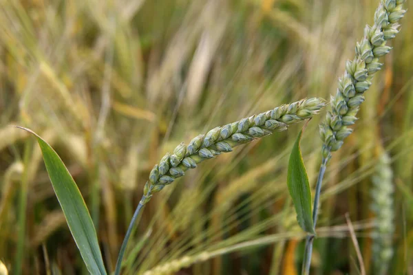 Селективный Снимок Зеленой Пшеницы Ферме — стоковое фото