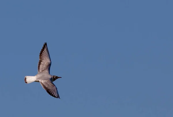 Mavi Gökyüzünde Uçan Bir Kuşun Alçak Açılı Görüntüsü — Stok fotoğraf