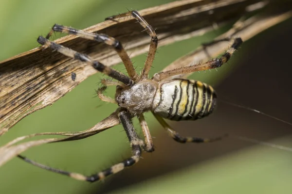 Gros Plan Une Araignée Sur Une Plante Sèche — Photo