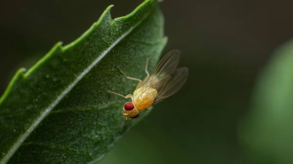 Nærbillede Insekt Grønt Blad - Stock-foto