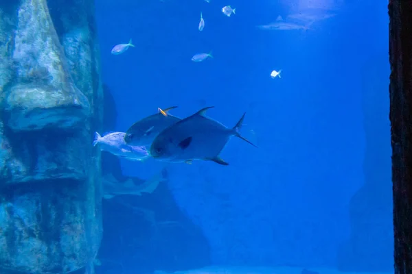 Крупним Планом Риба Плаває Акваріумі — стокове фото