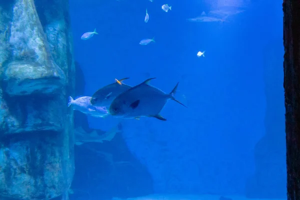 Primo Piano Pesci Che Nuotano Nell Acquario — Foto Stock