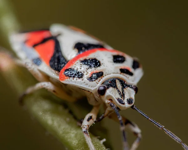 Closeup Colorful Spotted Stink Bug Plant Sunlight Blurry Background — Stock Photo, Image