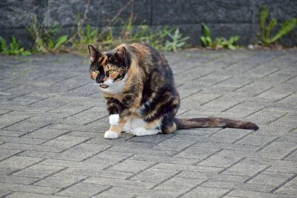 대낮에 귀여운 고양이의 — 스톡 사진
