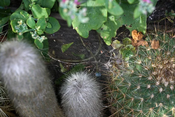 Primo Piano Cactus Altre Piante — Foto Stock