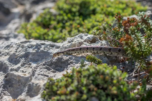 Primer Plano Una Serpiente Leopardo Adulta Serpiente Europea Zamenis Situla —  Fotos de Stock