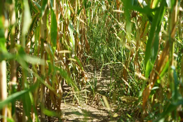 Campo Hierba Verde Con Diferentes Cultivos Durante Día —  Fotos de Stock