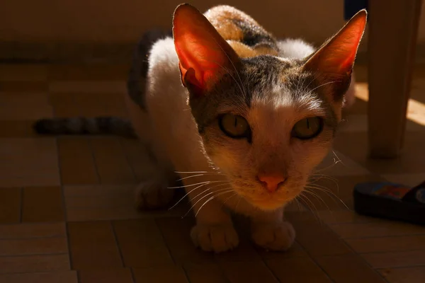 Eine Großaufnahme Einer Brasilianischen Kurzhaarkatze Einem Zimmer — Stockfoto