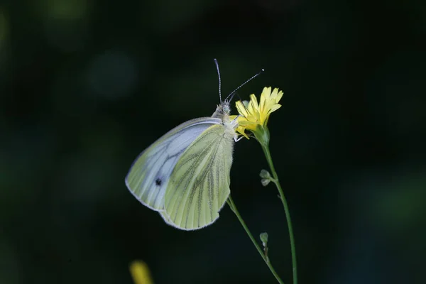 Ein Schwarzer Weißer Schmetterling Sitzt Auf Einer Blume — Stockfoto