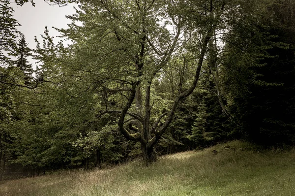 Uno Strano Vecchio Albero Piegato Pendio Montagna Nella Foresta — Foto Stock