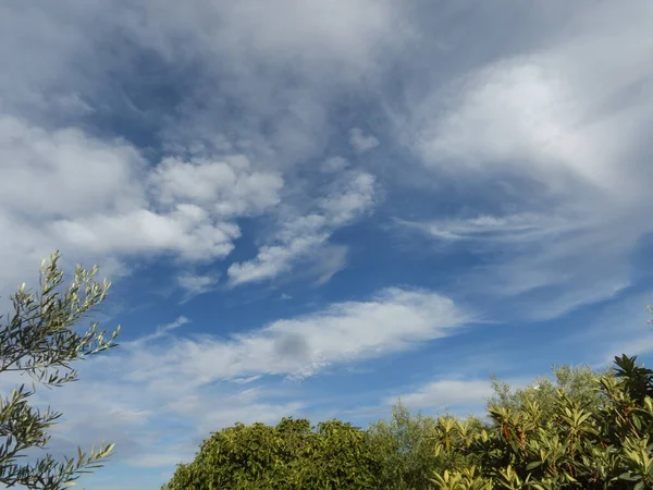 Hermoso Tiro Árboles Con Cielo Azul Fondo — Foto de Stock