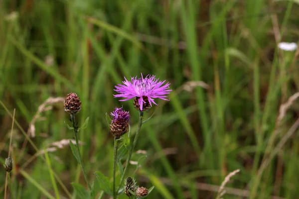 Primer Plano Una Flor Cardo Jardín Urbano — Foto de Stock