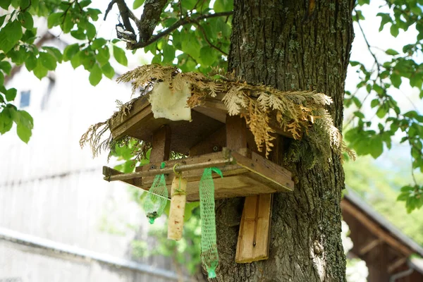 木に取り付けられた鳥舎 — ストック写真