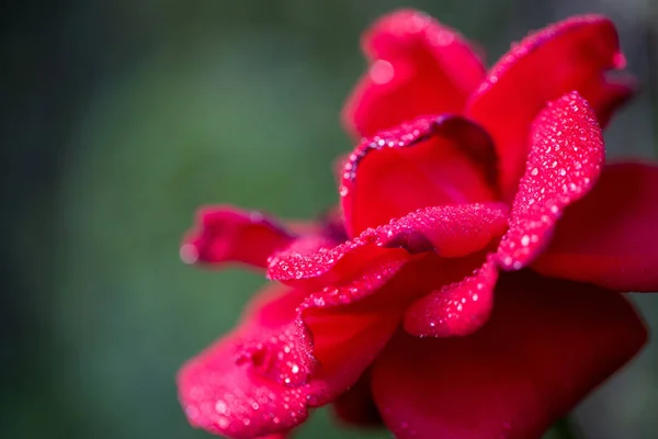 Mise Point Sélective Une Rose Rouge — Photo