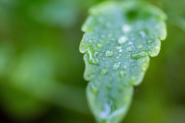 Selective Focus Shot Droplets Green Leaf — Stock Photo, Image