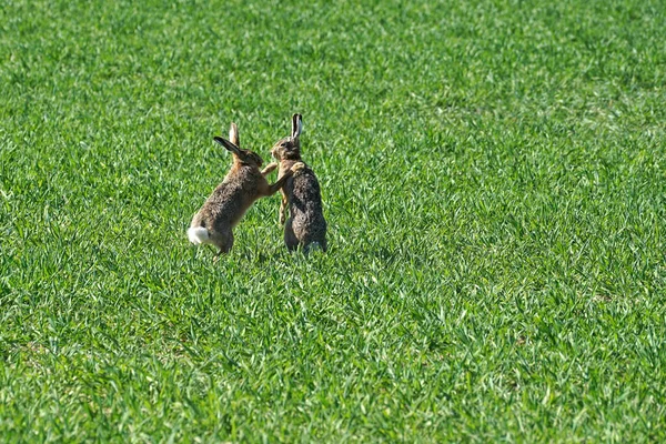 Due Conigli Che Giocano Campo Coperto Erba — Foto Stock