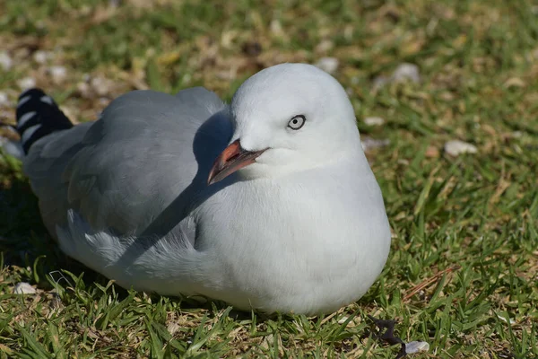 Primer Plano Una Gaviota Suelo Cubierto Hierba Durante Día —  Fotos de Stock