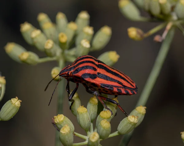 Primer Plano Insecto Apestoso Con Rayas Una Planta — Foto de Stock