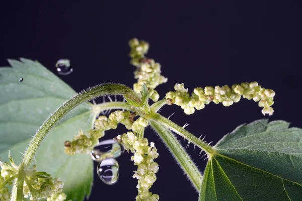 Detailní Záběr Bodavou Kopřivu — Stock fotografie