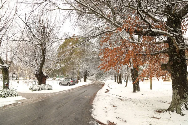 Uma Estrada Asfalto Forrada Com Árvores Cobertas Neve — Fotografia de Stock