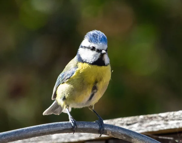 Closeup Shot Cute Eurasian Blue Tit Bird — 스톡 사진