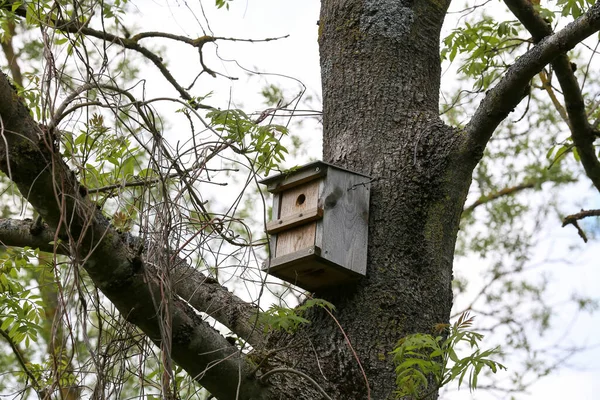Ein Altes Hölzernes Vogelhaus Hoch Auf Einem Baum — Stockfoto