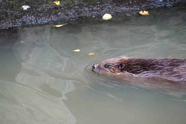 池で泳ぐ可愛いビーバー — ストック写真