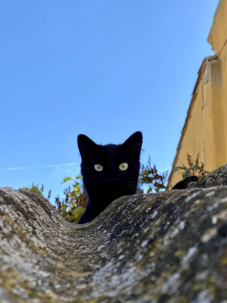 Selektiv Fokusbild Bedårande Svart Kattunge — Stockfoto