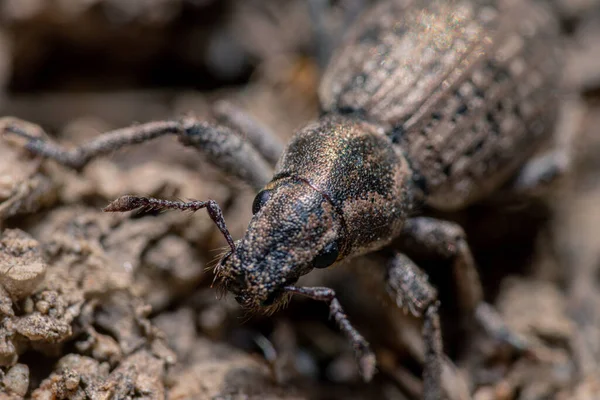 Gros Plan Insecte Appelé Xylotrechus — Photo