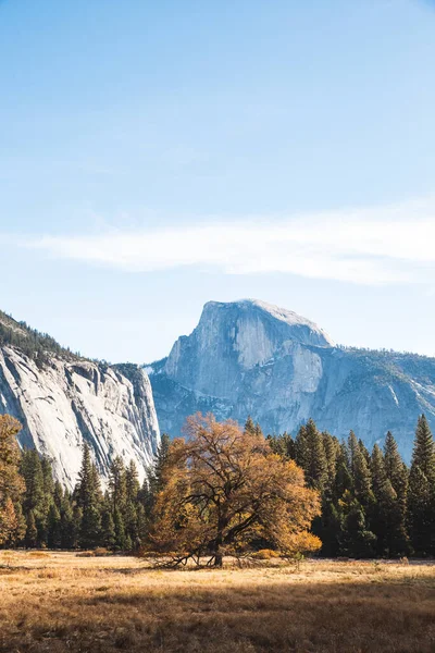 Fotografie Verticală Copacilor Munților Parcul Național Yosemite Toamnă — Fotografie, imagine de stoc