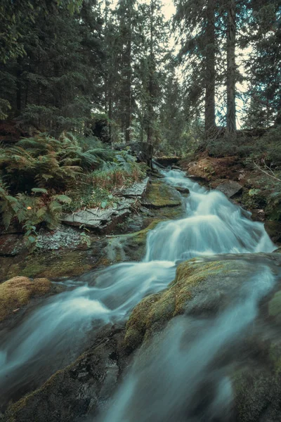 Uma Cena Vertical Baixo Ângulo Rio Meio Floresta — Fotografia de Stock