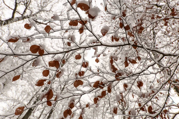 Krásný Záběr Lesní Krajinu Zimě — Stock fotografie