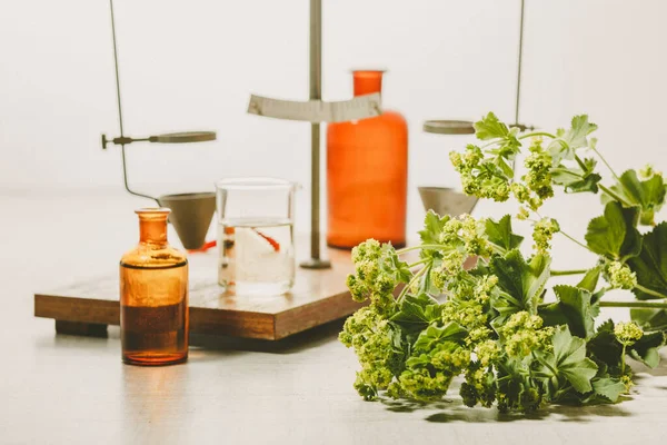 绿叶草本植物特写镜头 背景为白色 带有瓶子及实验用具 — 图库照片