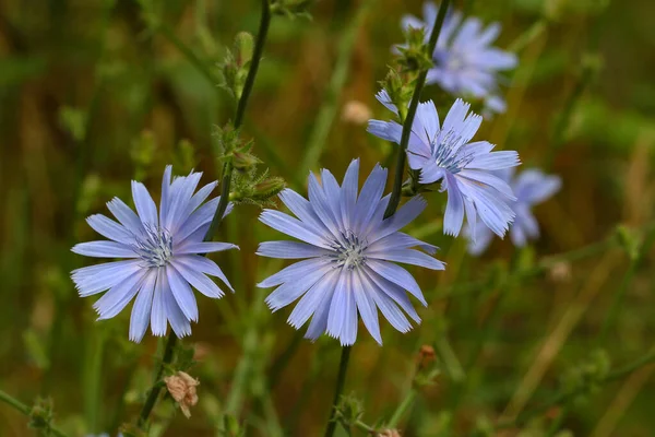 Selektivní Ostření Záběr Kvetoucích Modrých Květin — Stock fotografie