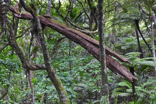 Een Stuk Boomstam Een Bos Midden Groene Natuur Bij Daglicht — Stockfoto