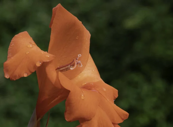 Egy Közeli Felvétel Egy Gyönyörű Narancssárga Gladiolus Virágról Amin Vízcseppek — Stock Fotó