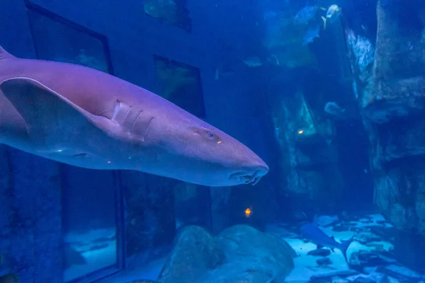 Een Close Van Een Haai Die Het Aquarium Zwemt — Stockfoto