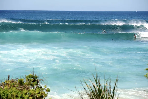 Arbustos Verdes Com Fundo Ondas Grandes Com Surfista Praia Bronte — Fotografia de Stock