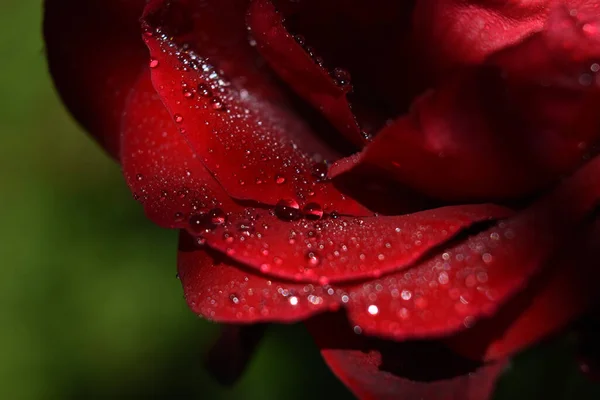 Uno Scatto Macro Una Rosa Rossa Fiorita Con Gocce Acqua — Foto Stock