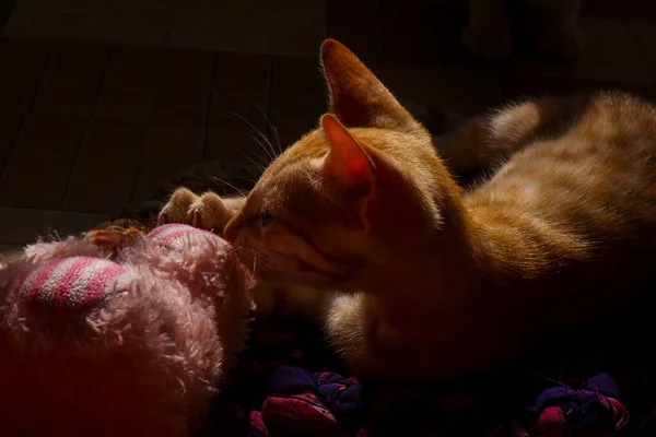 Een Closeup Van Een Sinaasappel Cornish Rex Kat Een Deken — Stockfoto