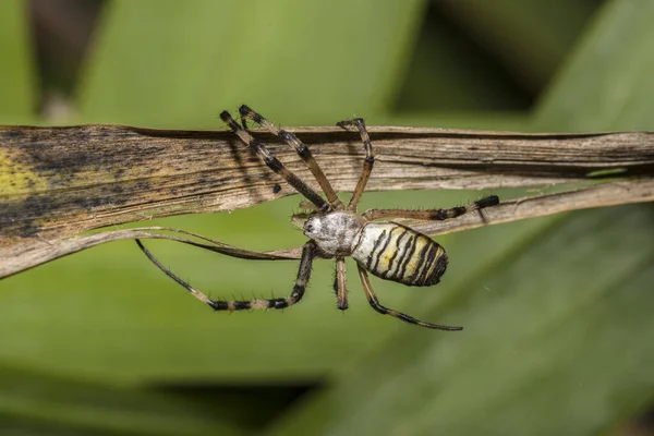 蜘蛛在干植物上的特写镜头 — 图库照片