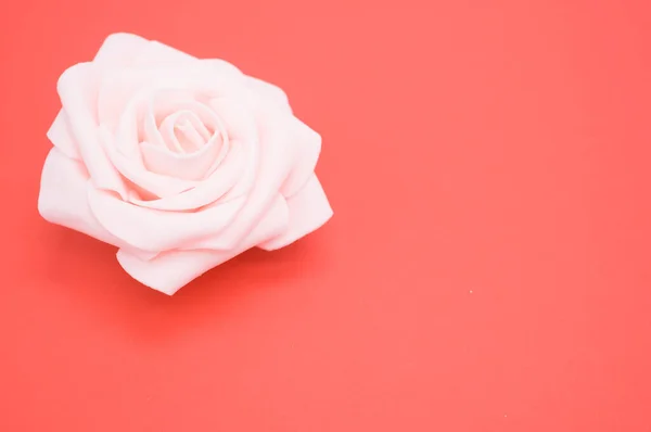 Close Uma Única Rosa Isolada Fundo Rosa Com Espaço Cópia — Fotografia de Stock