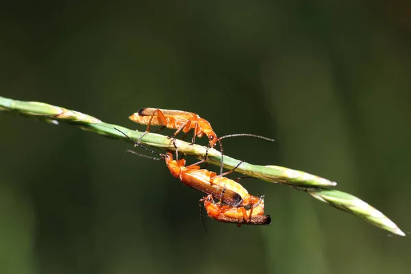 Primer Plano Del Proceso Apareamiento Los Escarabajos Soldados Rojos Comunes — Foto de Stock
