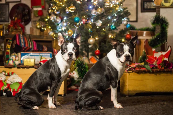 Les Deux Adorables Chiens Boston Terrier Assis Sur Sol — Photo